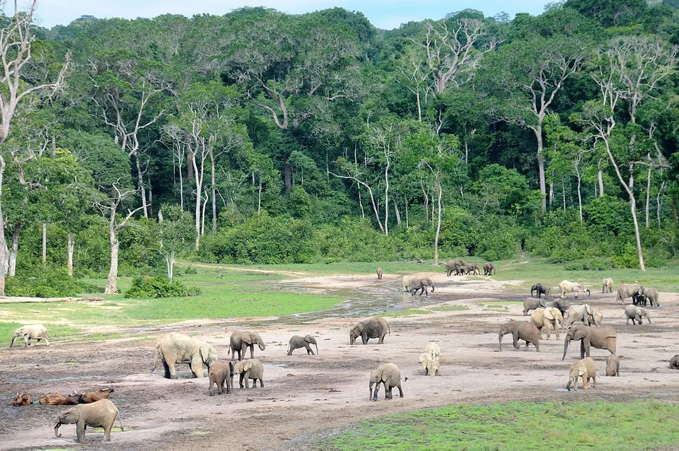 Central African Republic — Dzanga Bai forest clearing with African forest elephants, Central African Republic