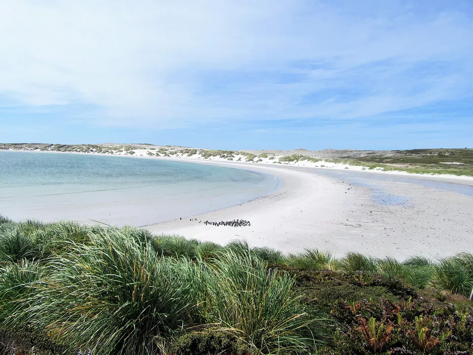 Falkland Islands — Sweeping beach and sand of Gypsy Cove Magellenic Penguin Falkland Islands