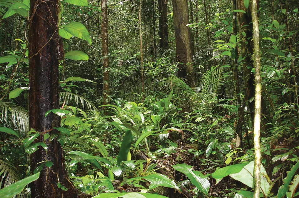 French Guiana — Forest close to the Mana River at Angoulême, French Guiana - journal.pone.0057756.g001-bottom