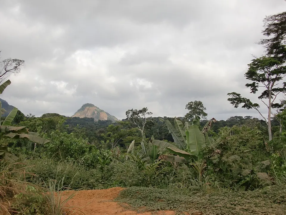 Equatorial Guinea — Dschungel bei Oyala