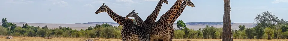 Kenya — Giraffes in Maasai Mara, Kenya
