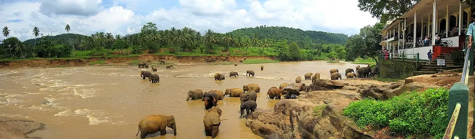 Sri Lanka — Flickr - ronsaunders47 - BATHING TIME FOR THE ELEPHANTS. (1)