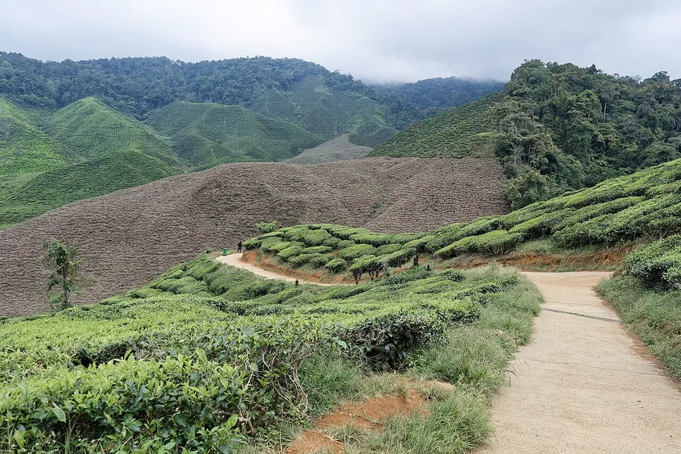 Malaysia — Cameron Bharat Tea Plantation, Cameron Highlands, Malaysia, 20250829 1535 4120