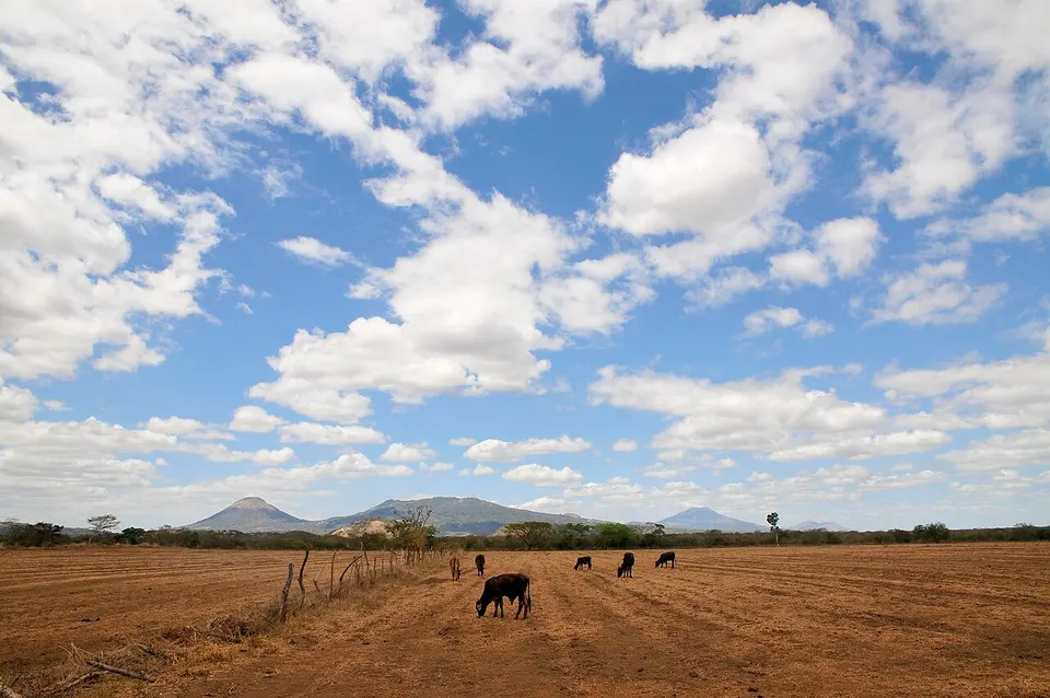 Nicaragua — Cattle in dry season, Nicaragua