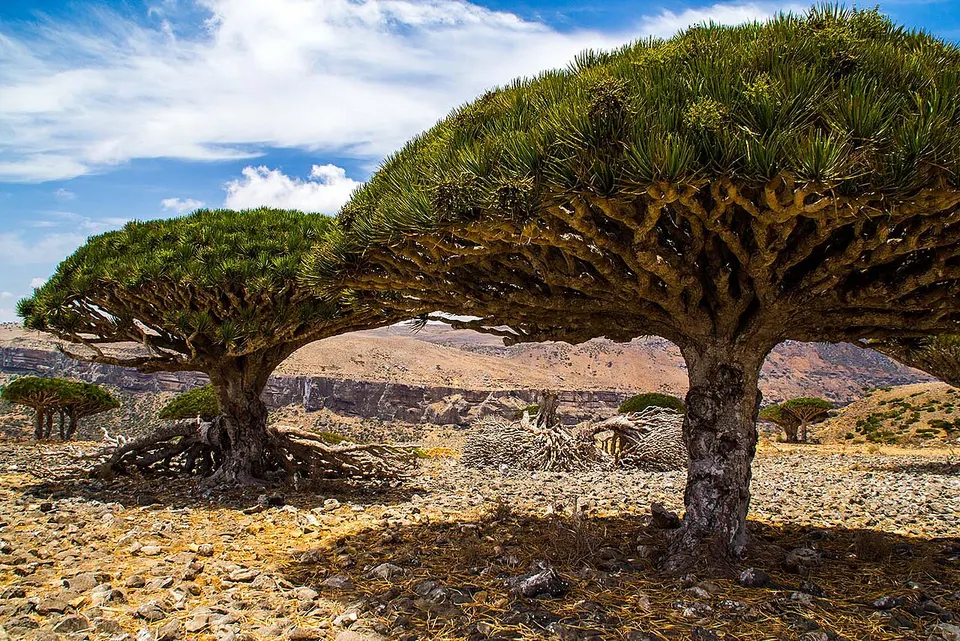 Yemen — Dragon’s blood trees, Diksam plateau, Socotra Island