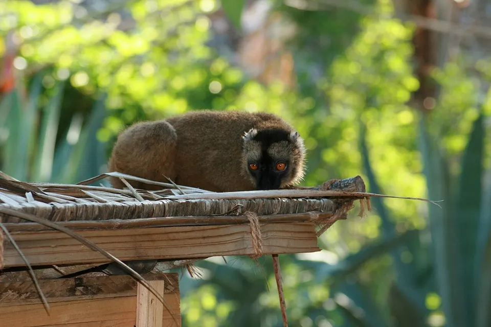 Mayotte — Maki De Mayotte 1
