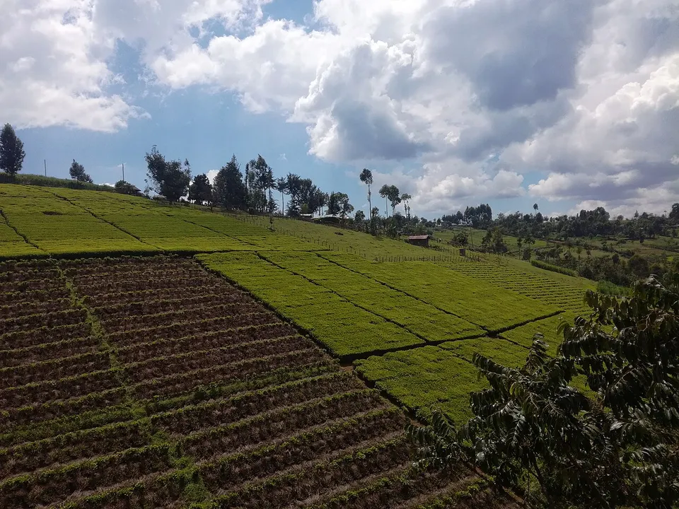 Tea plantation, small scale — Bomet, Kenya