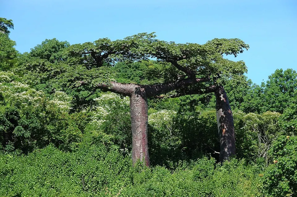 Adansonia suarezensis — Diana, Madagascar