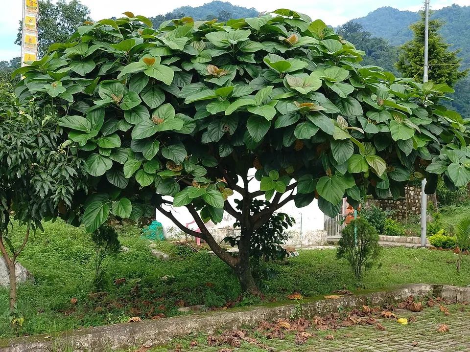 Ficus auriculata 301692001 — Sarpang, Bhutan