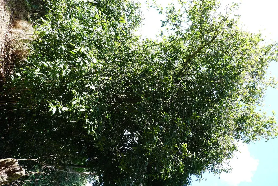 Inocarpus fagifer 3593855 — Mangaia, Cook Islands