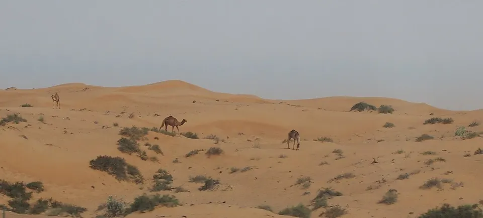 Camels in the desert - panoramio — Sharjah, United Arab Emirates