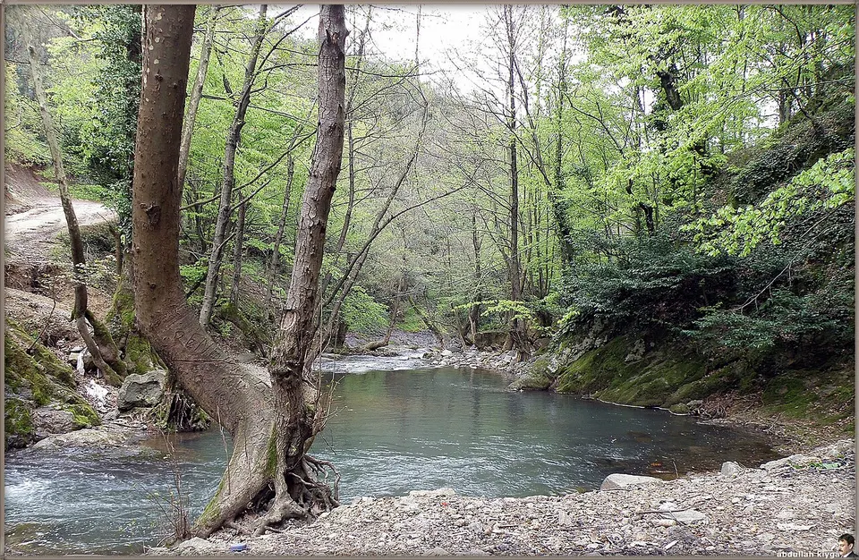 In the forest ^©Abdullah Kiyga - panoramio — Yalova, Turkey