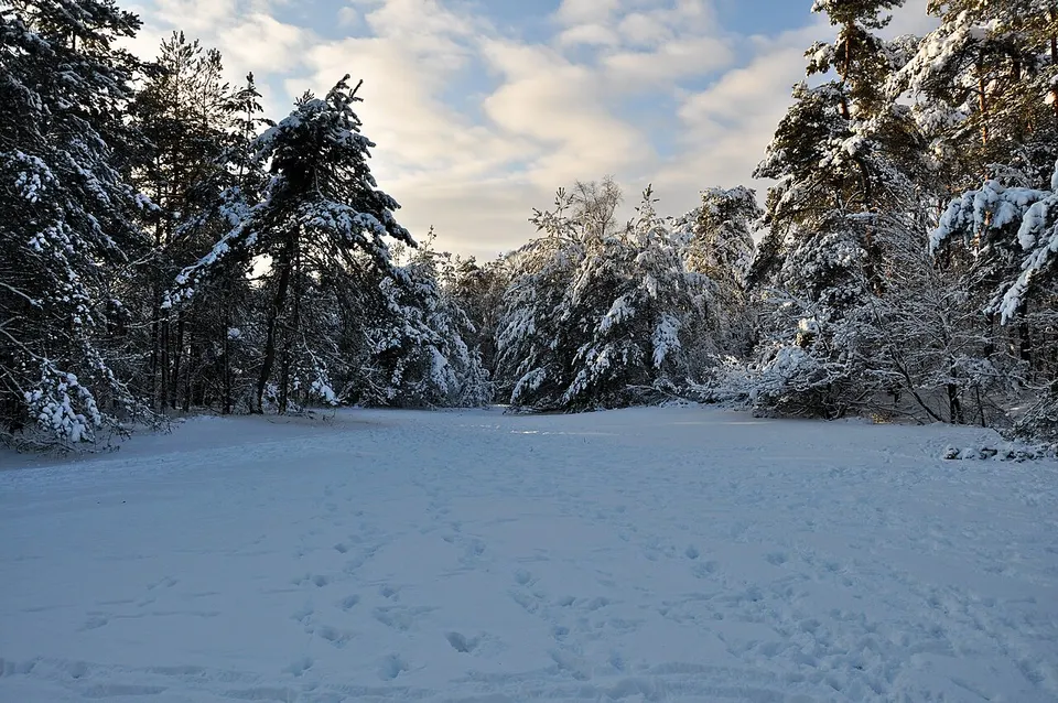 Snow-covered trees and open landscape — Gelderland, The Netherlands