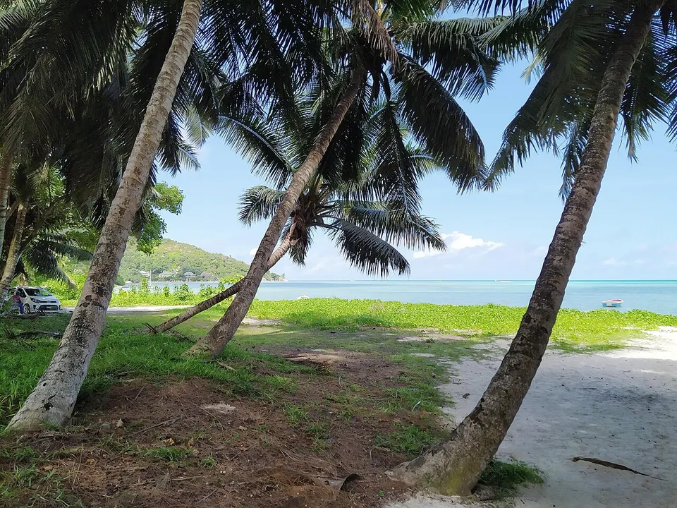 Palm trees at Grande Anse Praslin Seychelles — Grand Anse, Seychelles