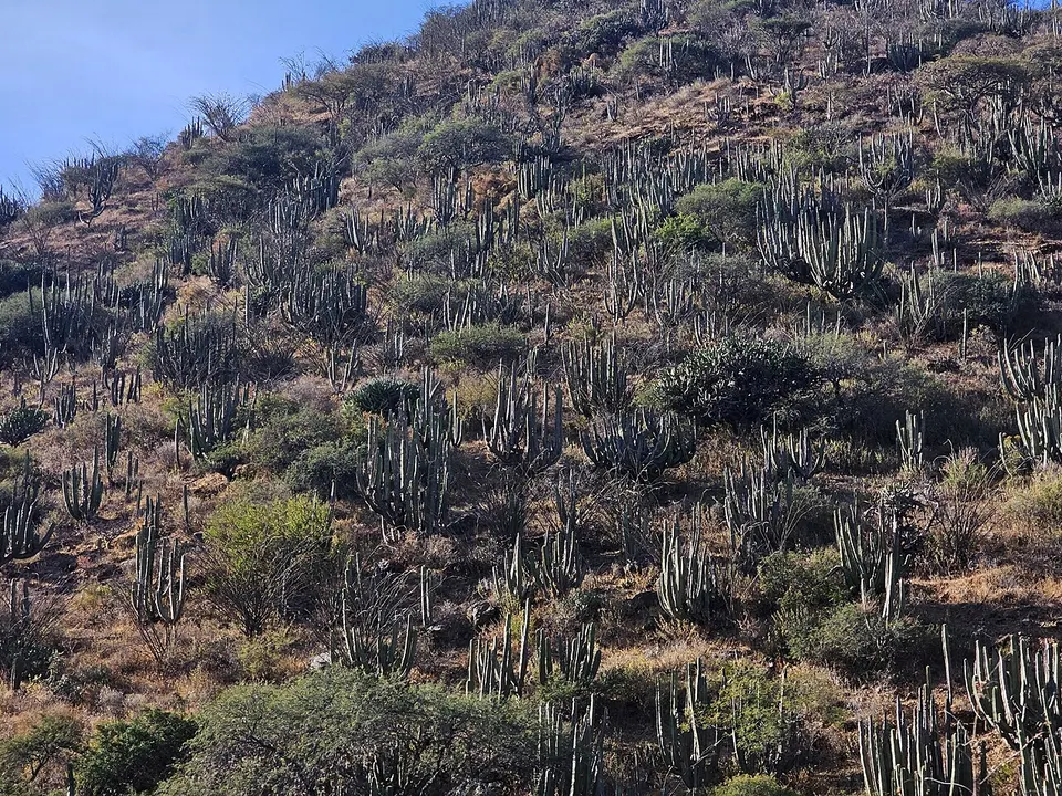 Isolatocereus dumortieri 25 — Queretaro de Arteaga, Mexico