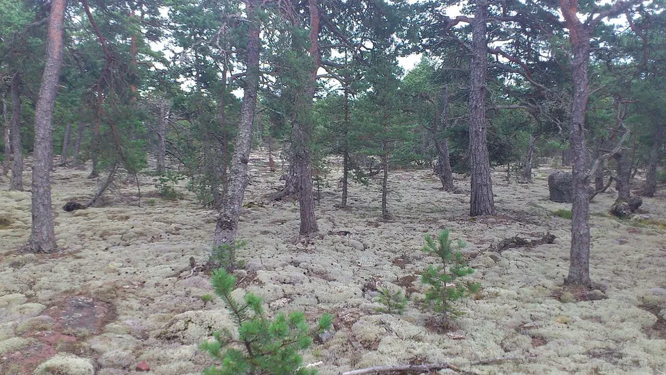 Woodland and rocky ground — Åland Islands, Finland