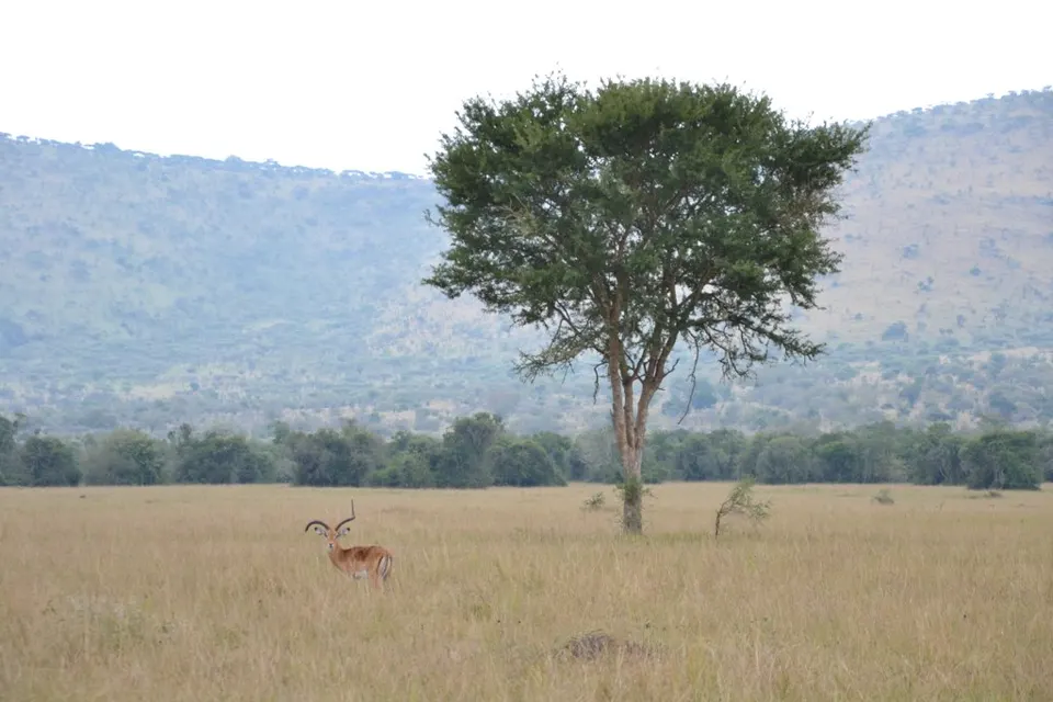 Akagera National Park - 6158909327 — Eastern Province, Rwanda
