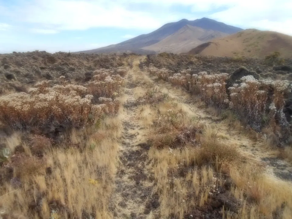 Motorable road and beautiful lanscape of Mt Cameroon national park — South-West, Cameroon