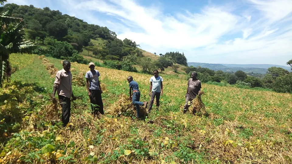 Harvesting — Kericho, Kenya