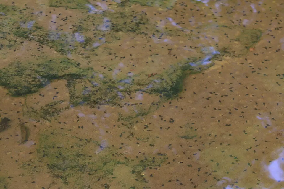 Floresta Nacional do Amapá César Favacho (12) — Amapa, Brazil
