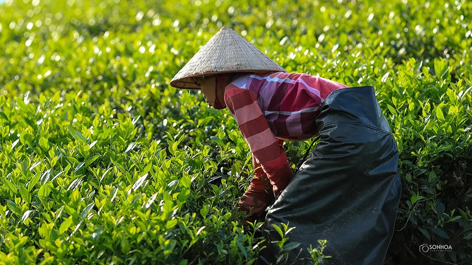 Clean weeds from tea garden - Flickr - Son Hoa Nguyen — Phú Thọ, Vietnam