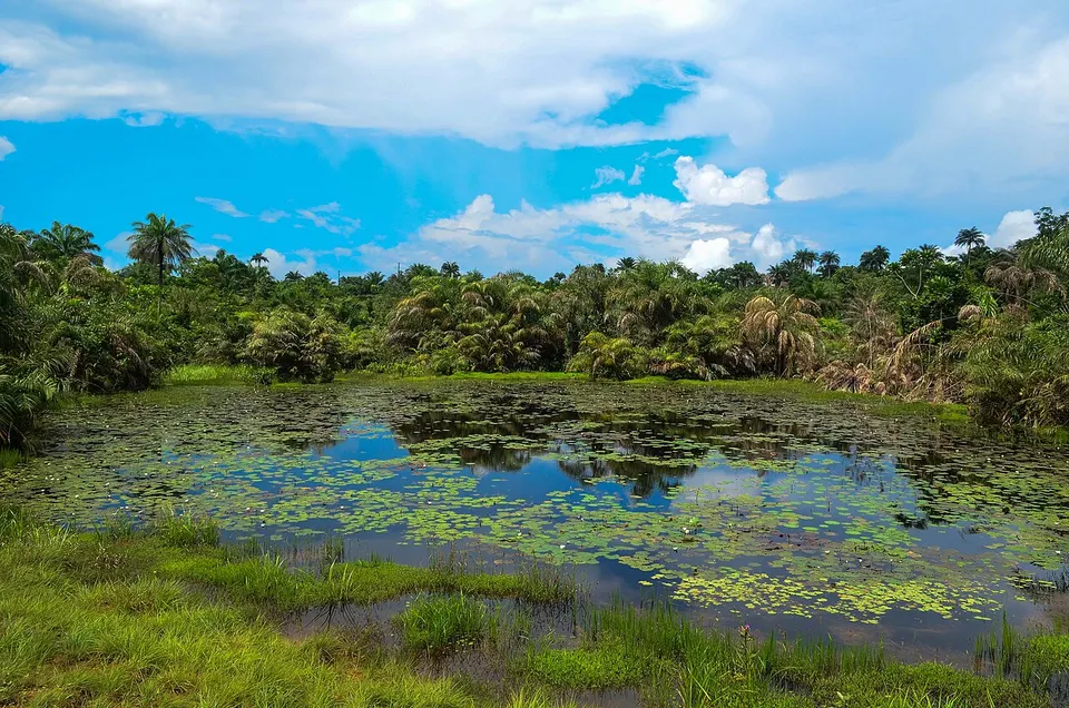Wetland surrounded by tropical vegetation — Bomi, Liberia