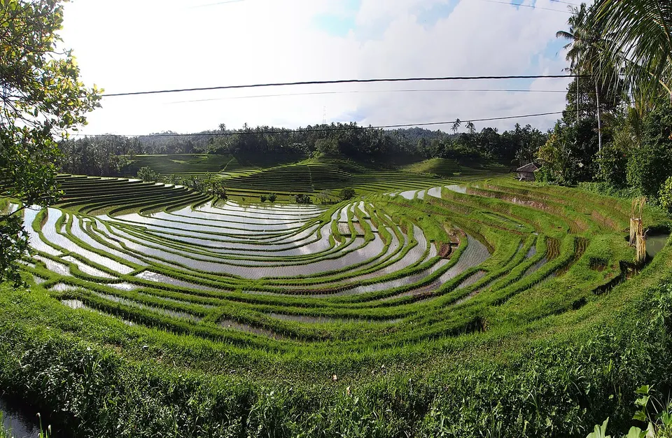 Rice Terraces - 2015.02 - panoramio — Bali, Indonesia