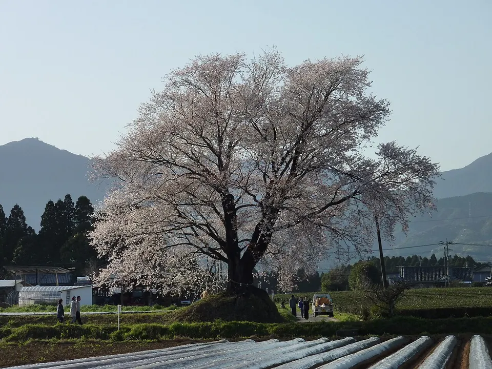 Blossoming tree and mountain backdrop — Miyazaki Prefecture, Japan