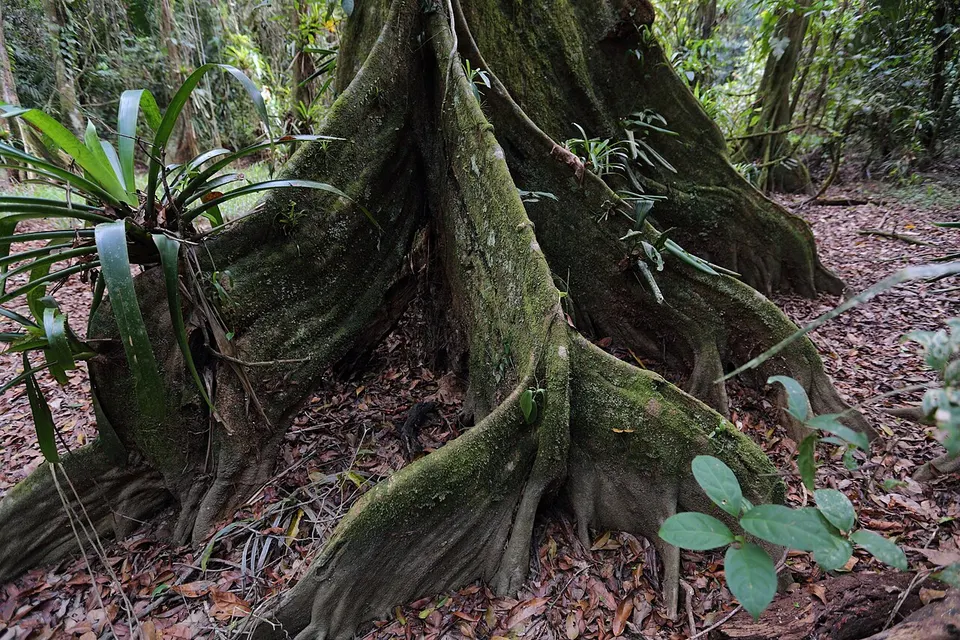 Cockscomb Basin Wildlife Sanctuary 11 — Stann Creek, Belize