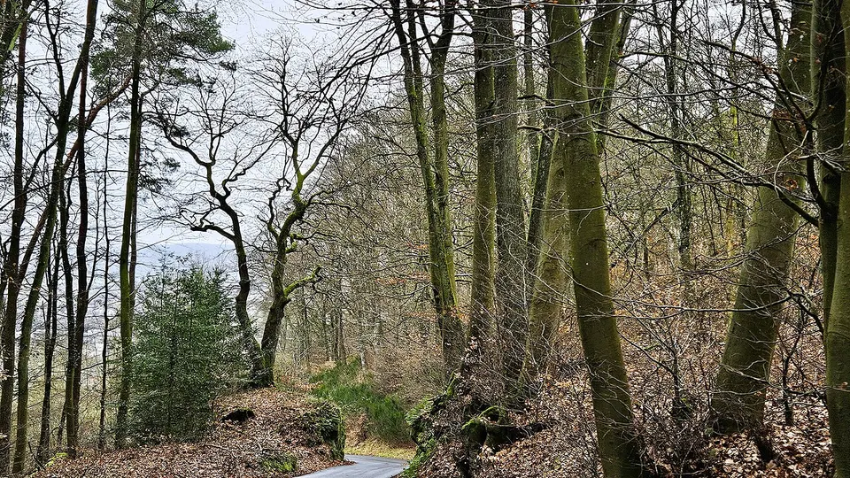 Mersch, chêne remarquable à Beringen (102) — Canton Mersch, Luxembourg