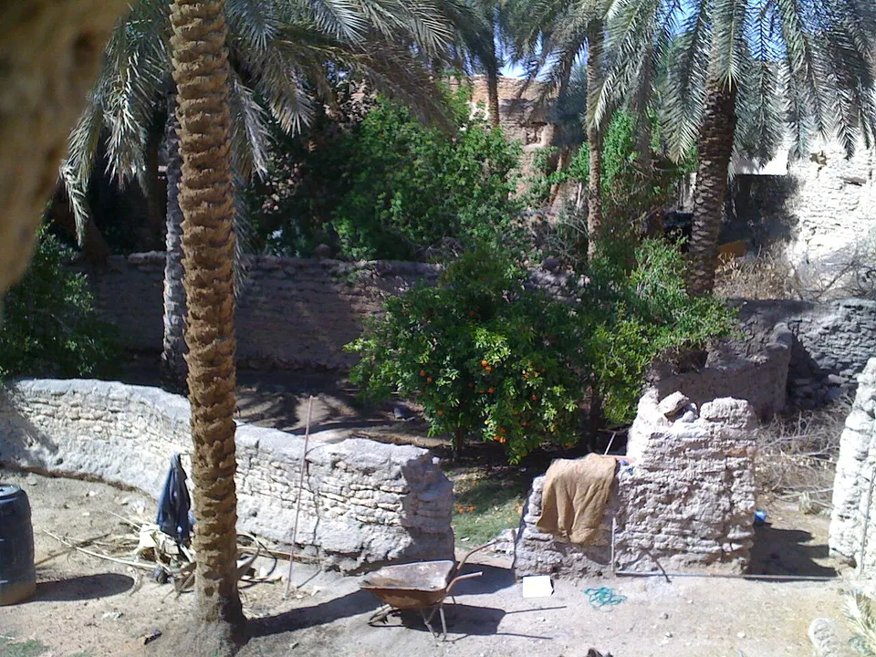 Libya Ghadames Old Town Fruit Trees — Ghadamis, Libya