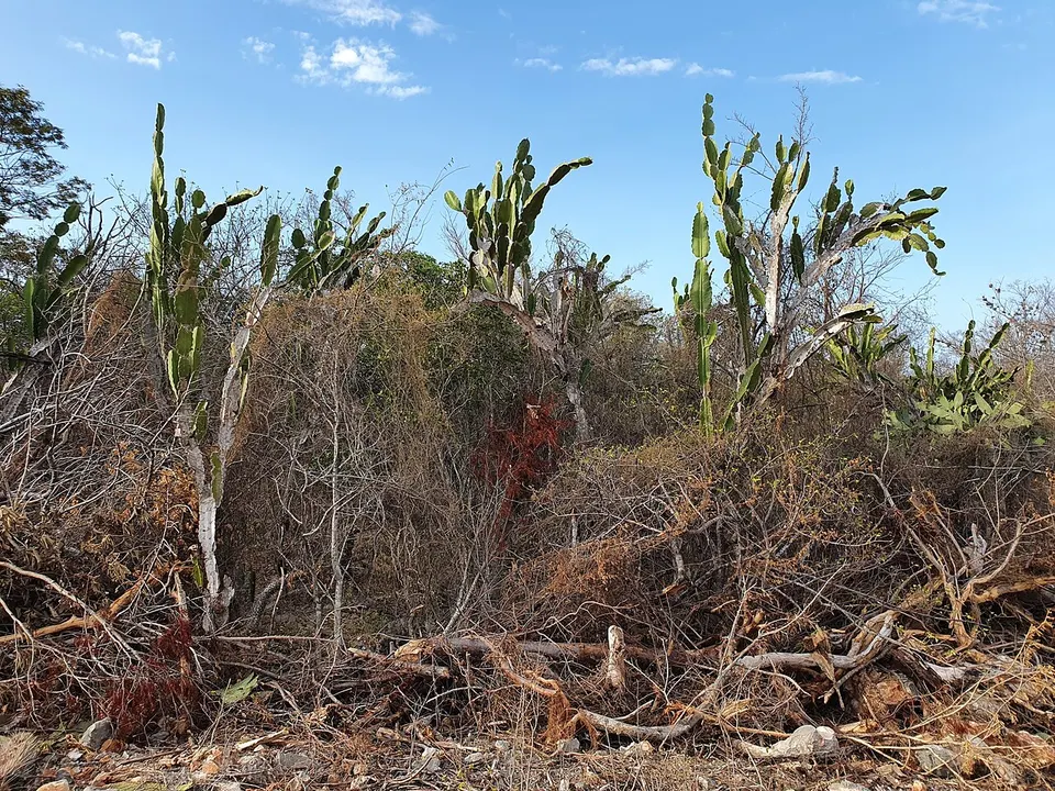 Leptocereus undulosus 2 — Pedernales, Dominican Republic