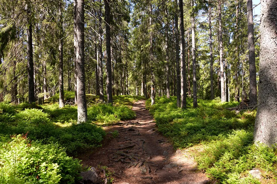 Forest path, Ånnaboda — Örebro län, Sweden