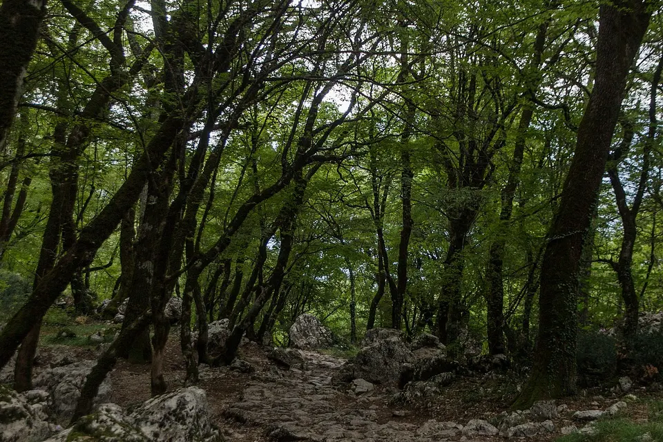 Trail to Ostrog monastery - panoramio — Danilovgrad Municipality, Montenegro