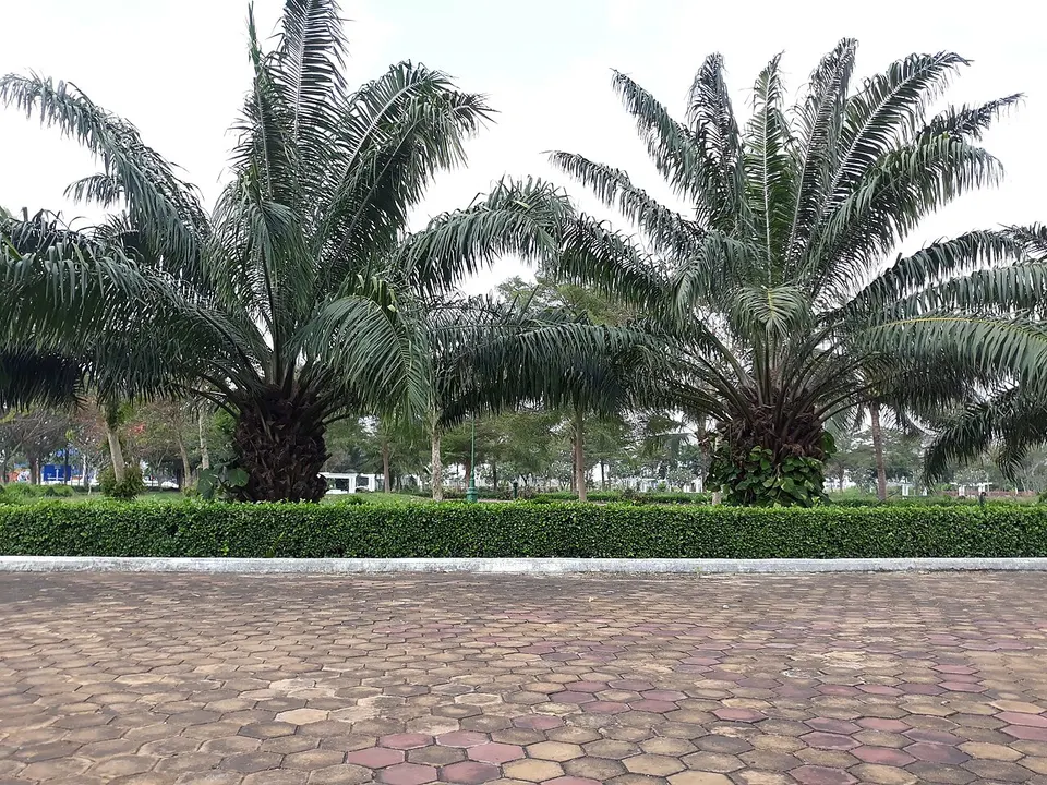 Cây dừa ở công viên chiến thắng, Hậu Giang — Hậu Giang, Vietnam