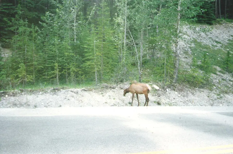 Canada 1996 (2) (6630384901) — Alberta, Canada