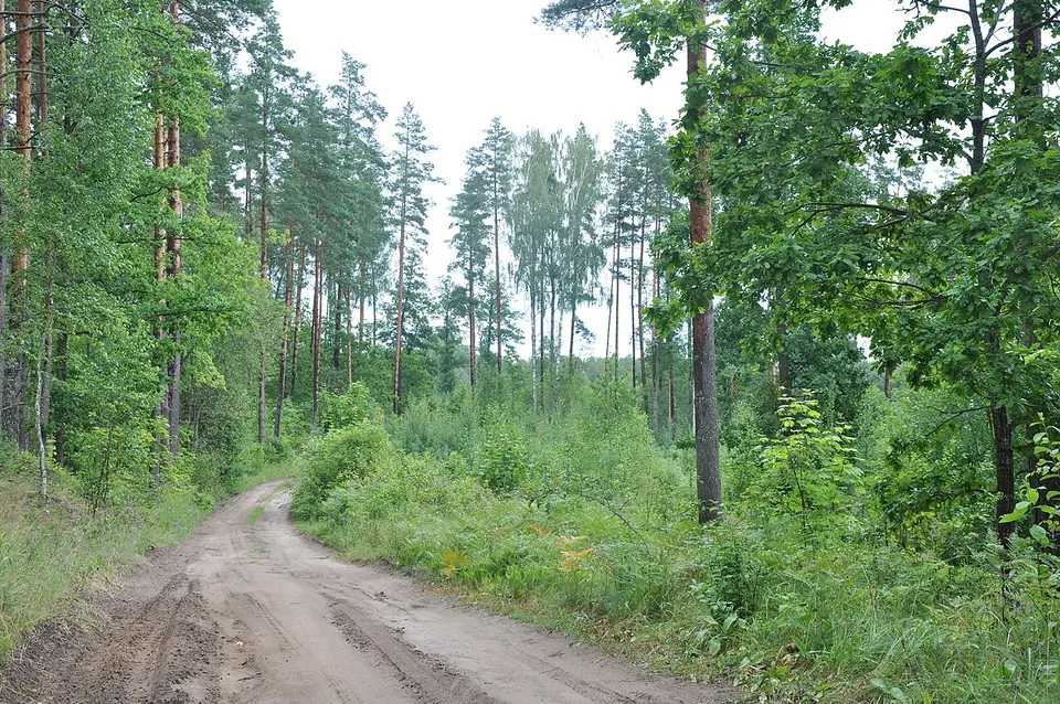 Meža ceļš netālu no apdzīvotas vietas Cielavas, Babītes pagasts, Babītes novads, Latvia - panoramio — Mārupes novads, Latvia