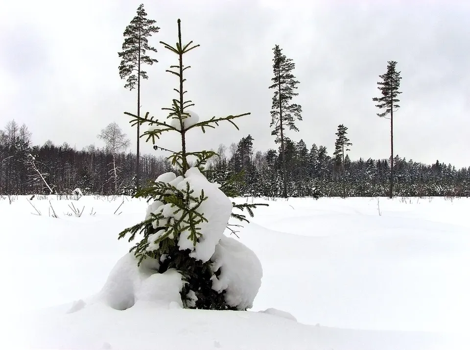 Unnamed Road, Sējas novads, LV-2142, Latvia - panoramio — Saulkrastu novads, Latvia
