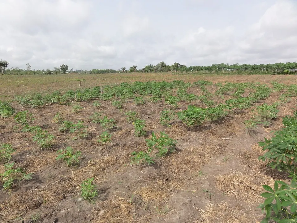 Agriculture in inland valleys in Togo - panoramio — Maritime Region, Togo