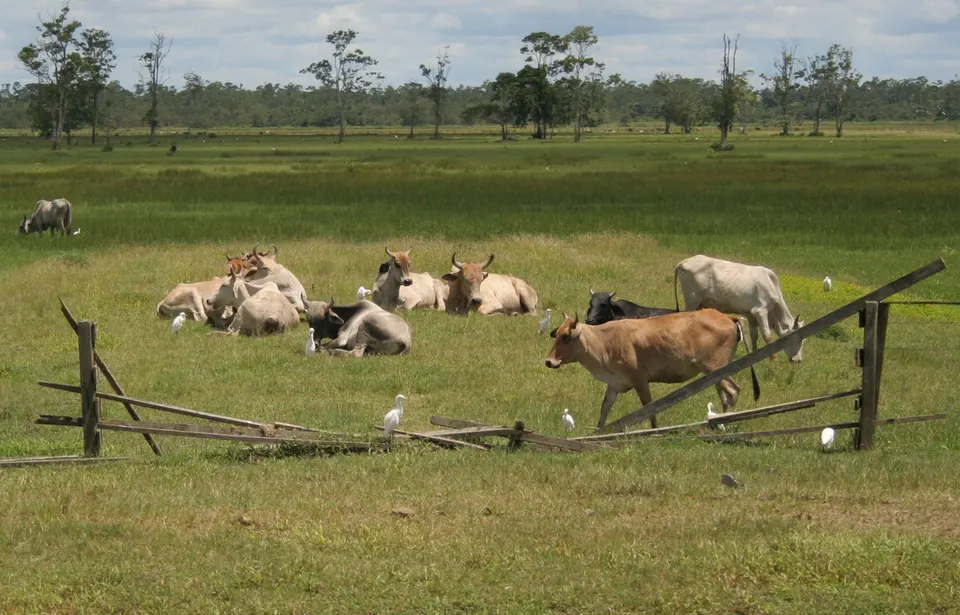 Wageningen (2720187936) — Nickerie, Suriname