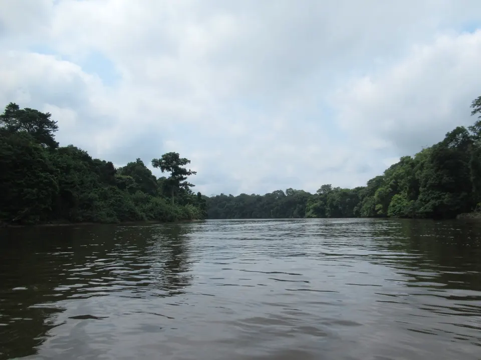 Gabon Rainforest (46313368891) — Moyen-Ogooué, Gabon