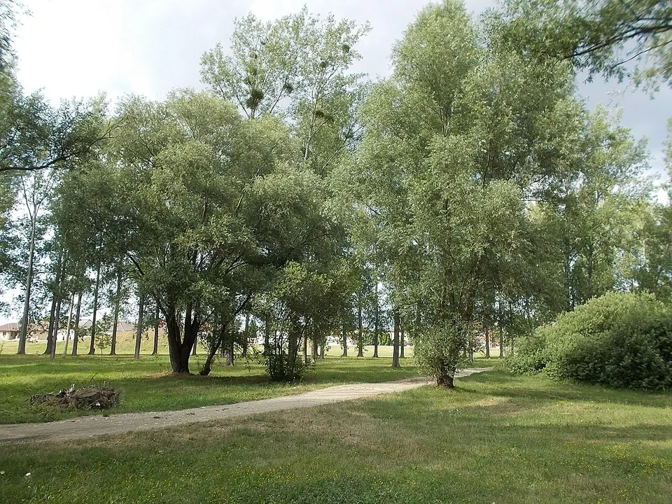 Vilmos Park, dirt road, 2019 Csorna — Győr-Moson-Sopron, Hungary
