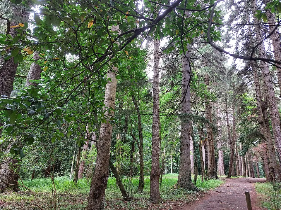 Green woodland — Guria, Georgia