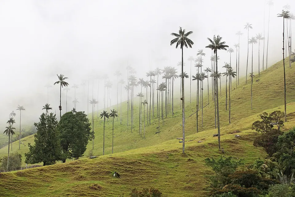 Tall palms in a green mountain valley — Quindío, Colombia