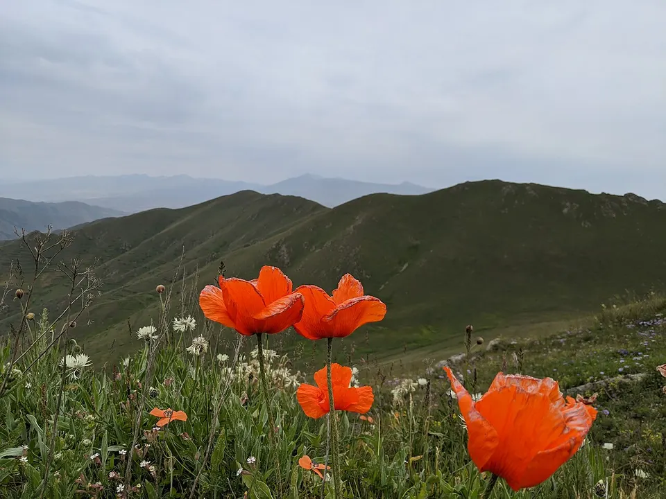 .Ծաղիկ 285 — Syunik, Armenia