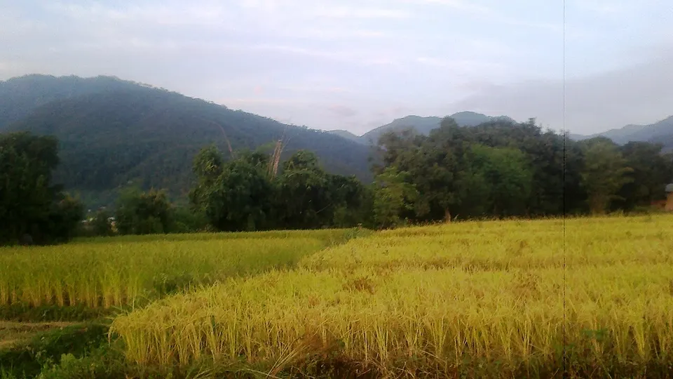 Rice fields in Ghorahi, Nepal 2015-10-30 — Lumbini, Nepal