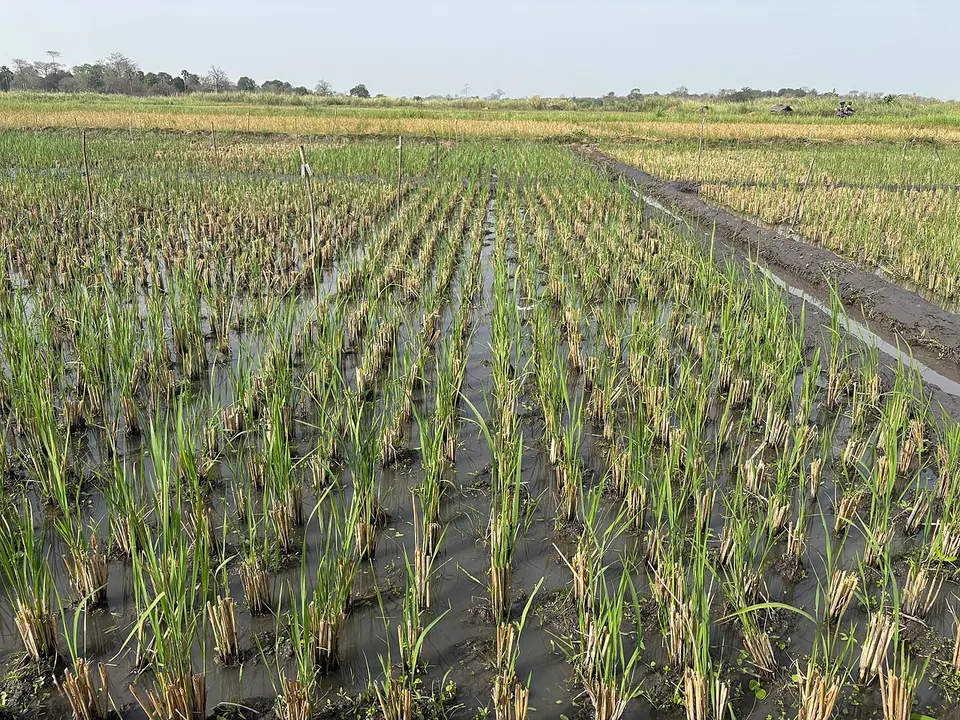 Rice ratoon 1 — Valle Du Bandama, Ivory Coast