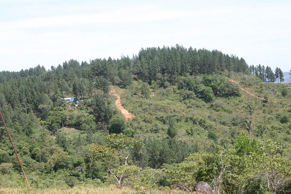 Bosque de pinos La Mochila — Provincia de Herrera, Panama