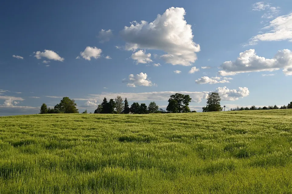 Odrapõld Sooru külas — Valga maakond, Estonia