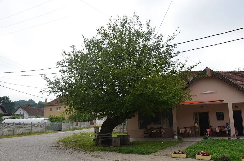 Zapis-0631-Isakovo-Dud 20160621 0106 — Pomoravlje District, Serbia